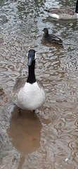 Branta canadensis