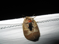 Cantharis