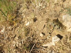 Palpares libelluloides