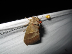 Cantharis