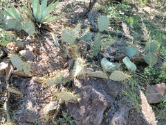 Opuntia chisosensis