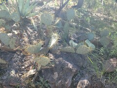 Opuntia chisosensis