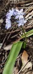 Scilla monophyllos