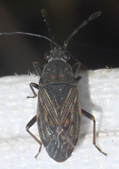 Peritrechus