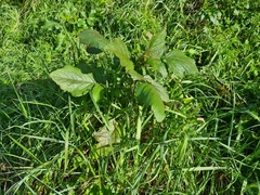 Rhamphospermum arvense