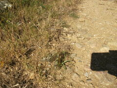 Palpares libelluloides