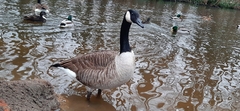 Branta canadensis