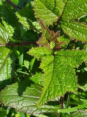 Rhamphospermum arvense