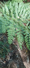 Lophosoria quadripinnata