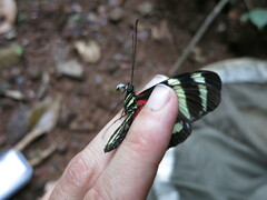 Heliconius pachinus