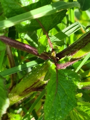 Rhamphospermum arvense