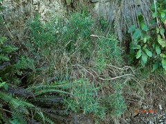 Veronica stenophylla