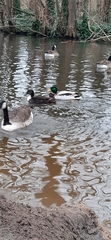 Branta canadensis