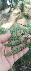 Lophosoria quadripinnata
