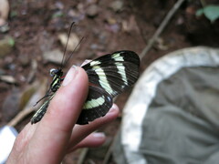 Heliconius pachinus