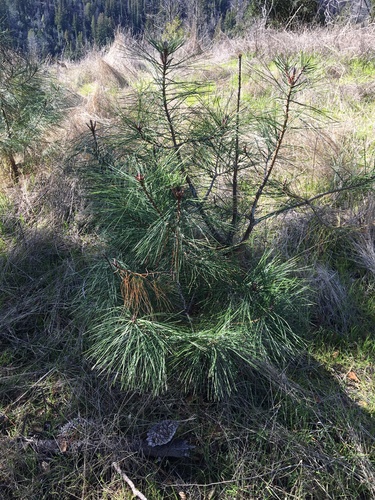 Knobcone Pine seedling