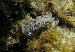 Phyllodesmium crypticum