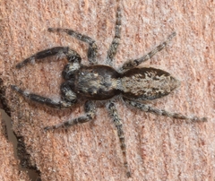 Menemerus taeniatus