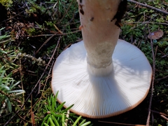 Russula silvicola