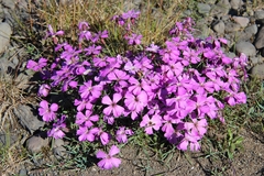 Dianthus repens