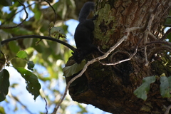 Sciurus aureogaster