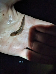 Ambystoma opacum