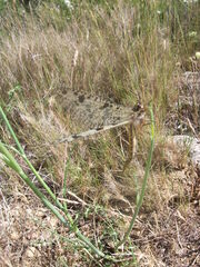 Palpares libelluloides