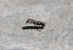 Chelostoma rapunculi