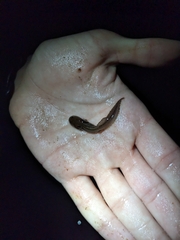 Ambystoma opacum