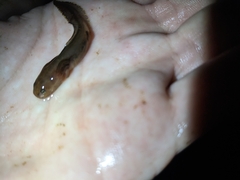 Ambystoma opacum
