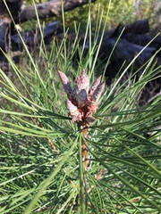 Pinus attenuata