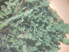 Cladonia cylindrica