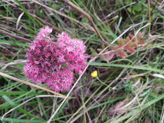 Hylotelephium telephium