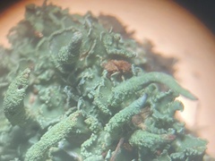 Cladonia cylindrica