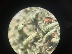 Cladonia cylindrica