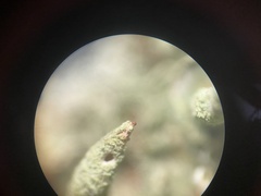 Cladonia cylindrica