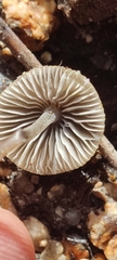 Mycena amicta