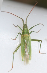 Stenodema calcarata