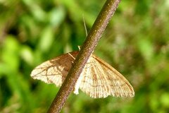 Idaea ochrata
