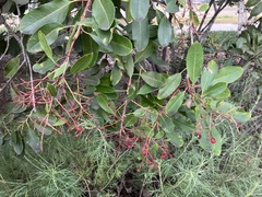 Heteromeles arbutifolia