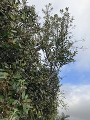 Heteromeles arbutifolia