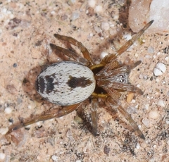 Nigma puella