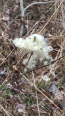 Anemone cylindrica