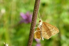 Idaea ochrata