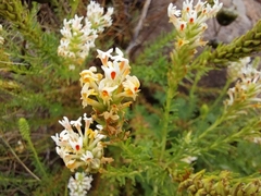 Hebenstretia integrifolia