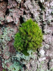 Dicranum fuscescens
