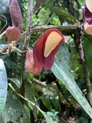Aristolochiaceae