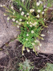 Hebenstretia integrifolia