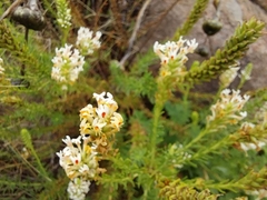 Hebenstretia integrifolia