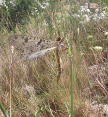 Palpares libelluloides